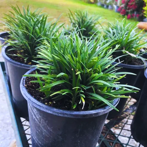 Ophiopogon Jaburan Salt & Pepper Planters