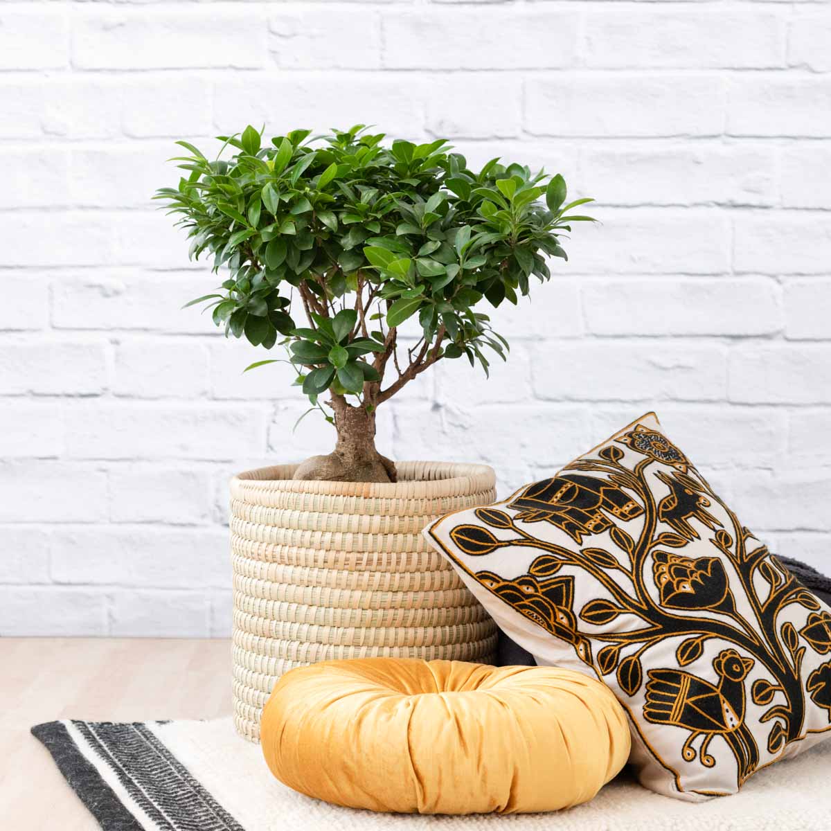 Ficus Ginseng D Cylinders